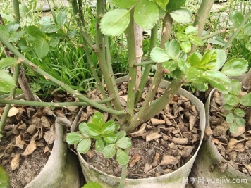 如何判斷月季休眠？如何修剪讓花開更多
