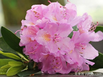 養(yǎng)杜鵑花有哪些注意事項(xiàng)？