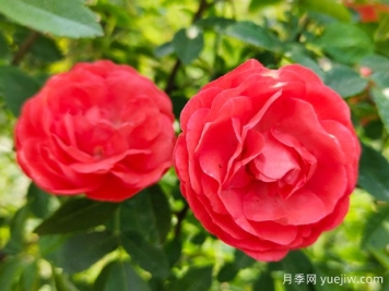 木香花，紅黃橙白木香，爬藤界的鼻祖