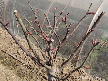 光桿月季怎么發(fā)芽快？