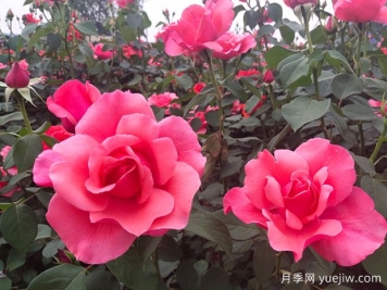如何識別大花月季品種？