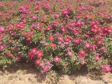 月季盆栽土壤保持適宜濕度的4大好處，附帶3種檢測(cè)方法