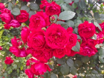 月季花期怎么澆水？