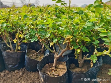 如何養(yǎng)好一棵月季小苗？按照這6點做