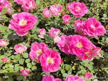 月季花不好養(yǎng)！那是因?yàn)槟銢](méi)有掌握這幾個(gè)方法