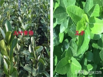 黃楊和衛(wèi)矛如何區(qū)分，教你幾招