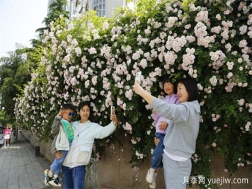 南陽薔薇花開的時節(jié)滿城春