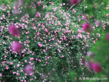 無錫的薔薇開好了，快來打卡！