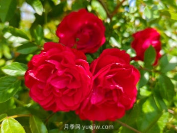 月季紅木香爆花機(jī)器，花艷麗花量大花期長
