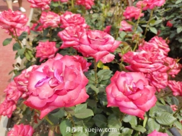 南陽月季花養(yǎng)護指南