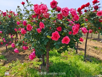 有院子的花友要養(yǎng)幾棵樹狀月季，花開艷麗讓人羨慕