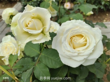 月季花怎么快速?gòu)?fù)花？6個(gè)技巧讓月季快速?gòu)?fù)花