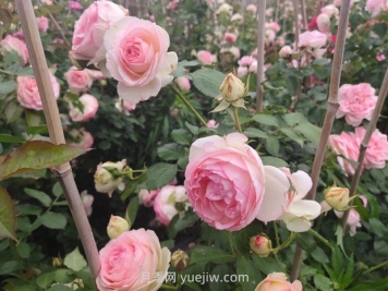 月季長(zhǎng)花苞后，花多多和磷酸二氫鉀怎樣用？