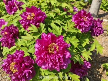 芍藥和牡丹如何區(qū)分，分享三個(gè)方法