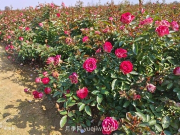 六月份園林養(yǎng)護(hù)要點