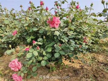 5月養(yǎng)月季如何做？虐一虐，花芽多開花早