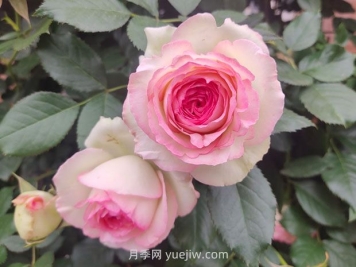 薔薇和藤蔓月季的區(qū)別？