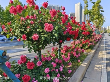 樹狀月季葉片發(fā)黃怎么辦？原因和應對措施
