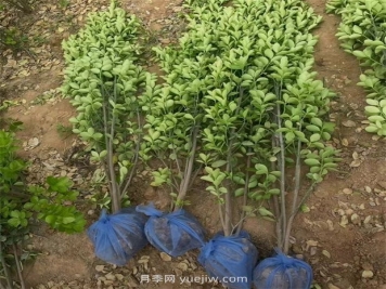 北海道黃楊種植方法