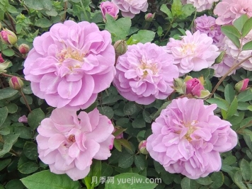 藍色陰雨月季的優(yōu)缺點是什么？有哪些？藍色陰雨月季生長條件？