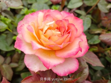 月季花的花語(yǔ)和寓意是什么？