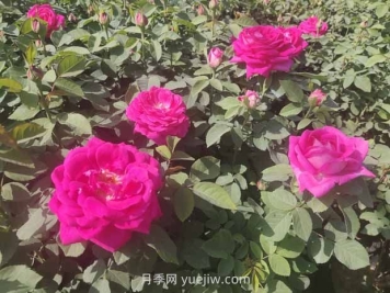 月季白粉病是什么原因造成的？
