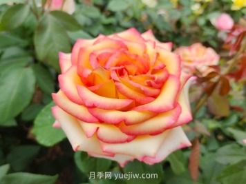 什么是大花月季的繁殖方法？怎么做才能生根成活？