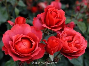 月季和薔薇有什么區(qū)別？