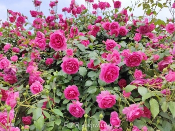 爬藤月季什么季節(jié)開花？