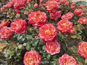 月季花花期是什么時(shí)候？