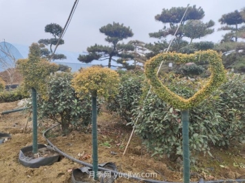 綠化苗木種植怎樣養(yǎng)護(hù)？