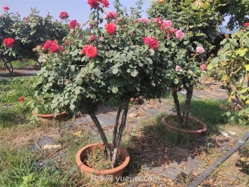 夏季暴雨苗圃里的綠化苗木該怎樣預(yù)防洪澇災(zāi)害？