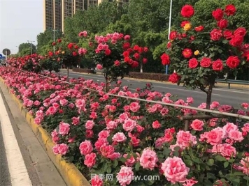 綠化養(yǎng)護如何提高管理？