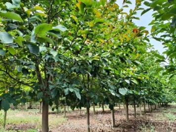 果樹苗種植與養(yǎng)護