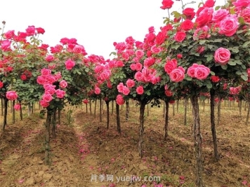 園林綠化科學管理三字經