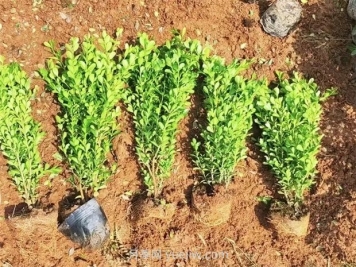 豆瓣黃楊在景觀中的應(yīng)用及特性