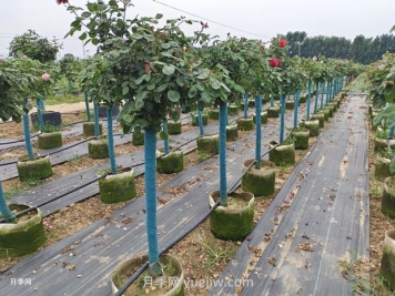 綠籬和苗圃除草那么難，怎么做才能事半功半？