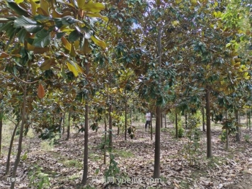 廣玉蘭樹苗種植方法，怎么澆水和養(yǎng)護技巧