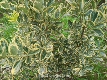 金邊黃楊的種植方法和幾個注意點