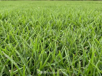 草皮種植前需要做哪些準(zhǔn)備？