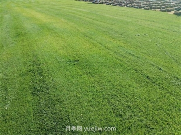 草皮種植適合什么地方？