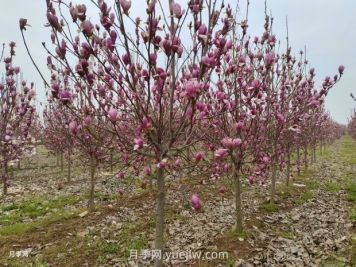 南召玉蘭的栽培技術介紹