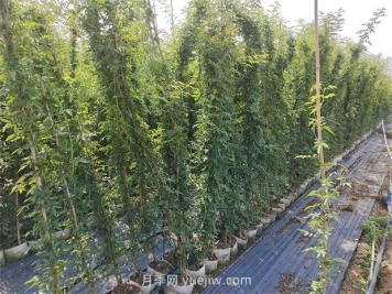 薔薇花一年開幾次花？只有一次