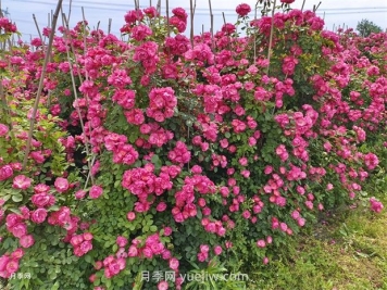 薔薇和月季哪個(gè)比較好養(yǎng)？