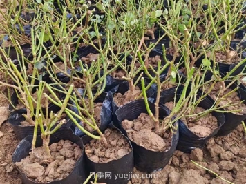 如何種植薔薇小苗？