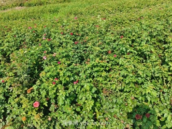 薔薇種子什么時(shí)候播種好？