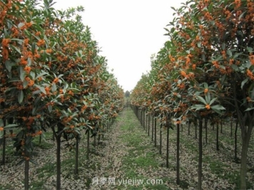 桂花苗木生長對氣候和土壤的要求
