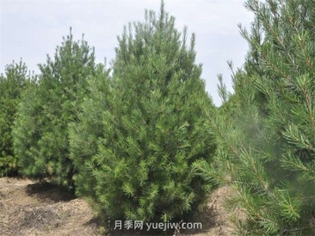 白皮松養(yǎng)護(hù)管理