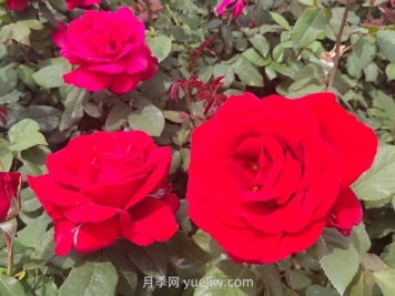 夏季什么草花比較好？推薦36種比較好種的花草植物