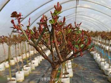 什么季節(jié)適合修剪月季花的枝條？